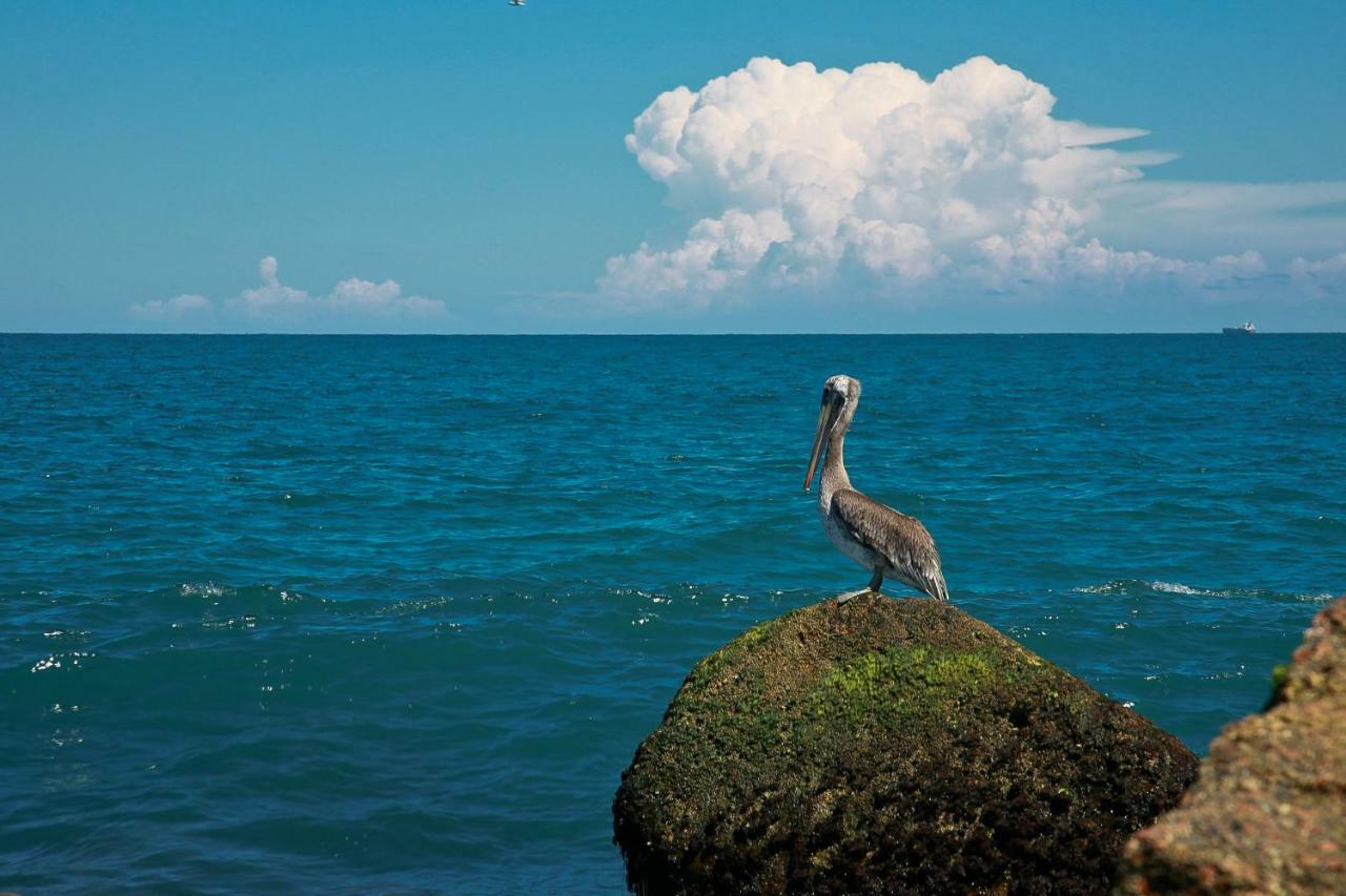 Island Serenity South Padre Island Dış mekan fotoğraf